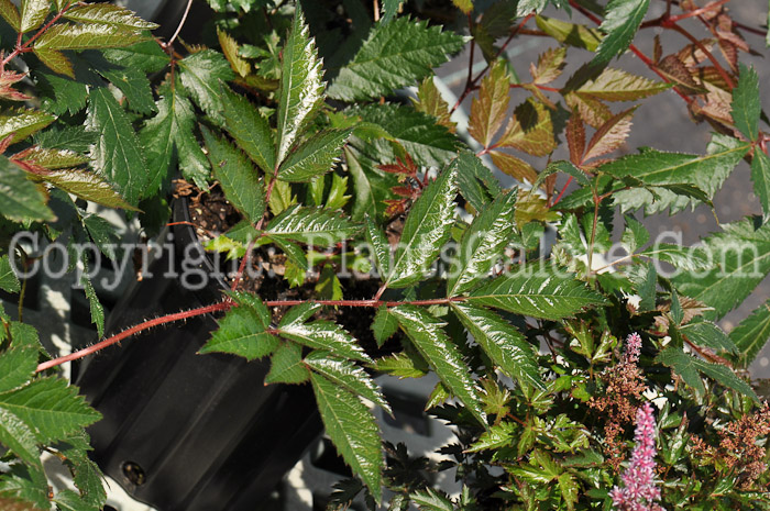 PGC-P-Astilbe-simplicifolia-Key-Largo-0005