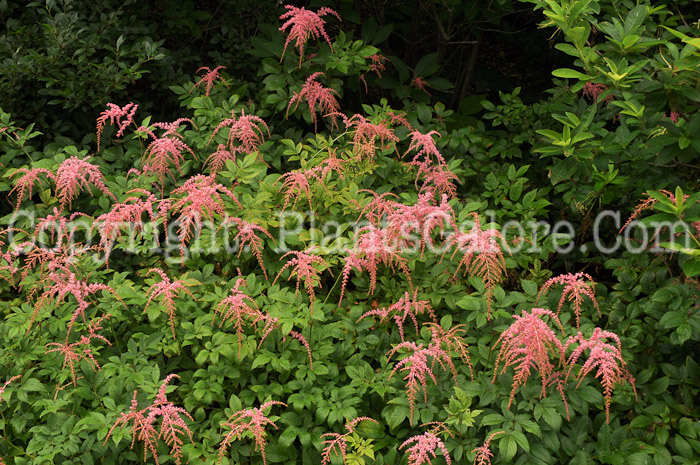 PGC-P-Astilbe-thunbergii-Ostrich-Plume-0001