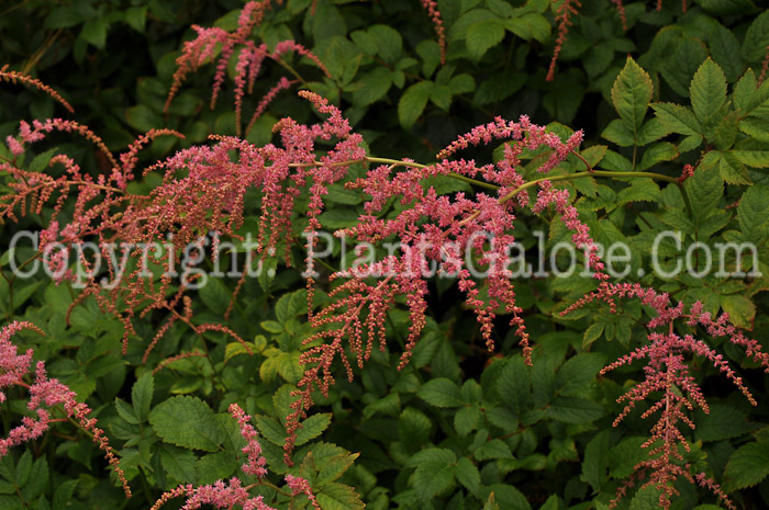 PGC-P-Astilbe-thunbergii-Ostrich-Plume-0003