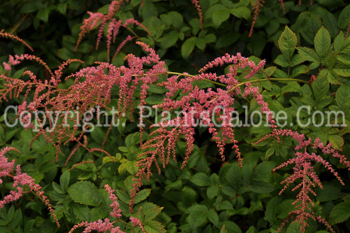 PGC-P-Astilbe-thunbergii-Ostrich-Plume-0003