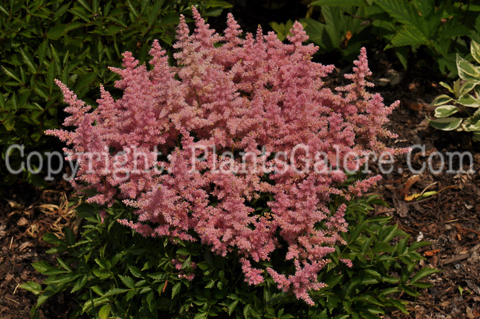 PGC-P-Astilbe-thunbergii-Ostrich-Plume-0008