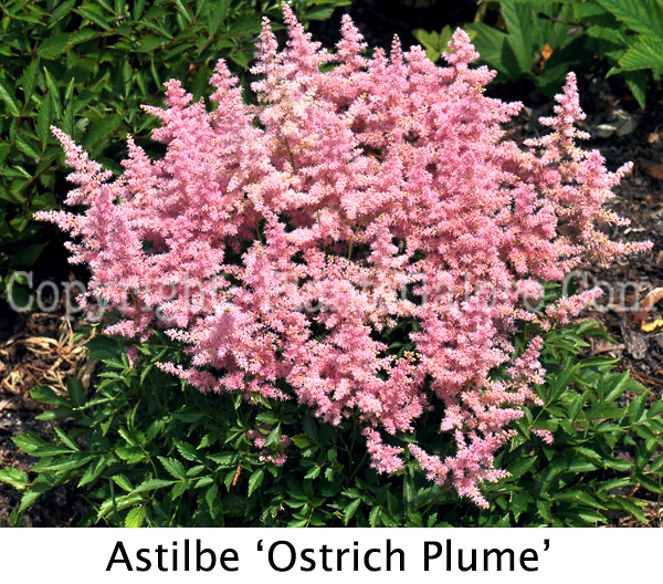 PGC-P-Astilbe-thunbergii-Ostrich-Plume-0008-Edit