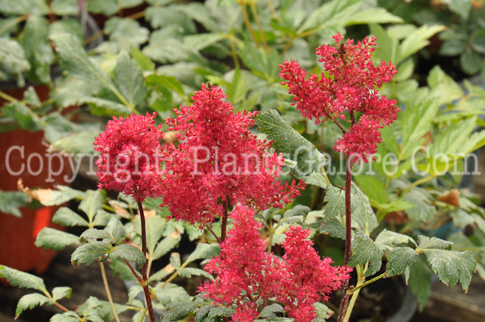 PGC-P-Astilbe-x-arendsii-Country-and-Western-0001