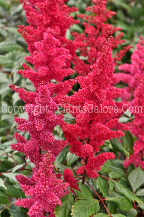 PGC-P-Astilbe-x-arendsii-Fanal-04-2012-2