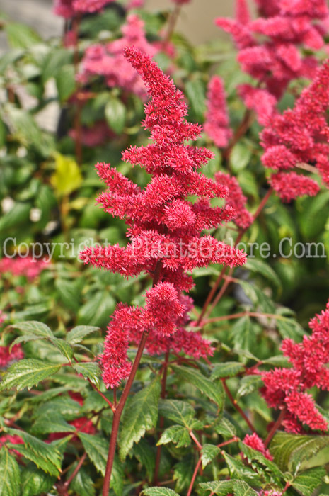 PGC-P-Astilbe-x-arendsii-Fanal-05-2012-01
