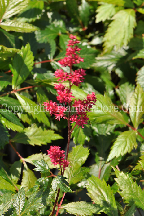 PGC-P-Astilbe-x-arendsii-Fanal-2010-001