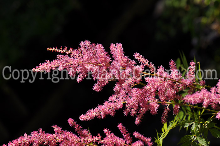 PGC-P-Astilbe-x-arendsii-Granat-0001