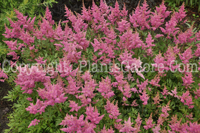 PGC-P-Astilbe-x-arendsii-Mars-Tower-6-25-2011-001