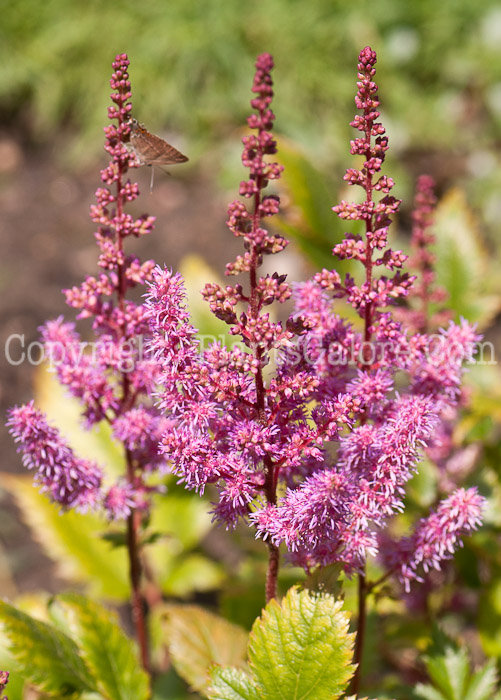 PGC-P-Astilbe-x-rubella-0614-1