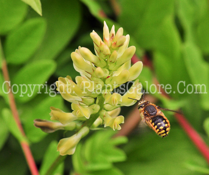 PGC-P-Astragalus-glycyphyllos-aka-Fitsroot-flower-1