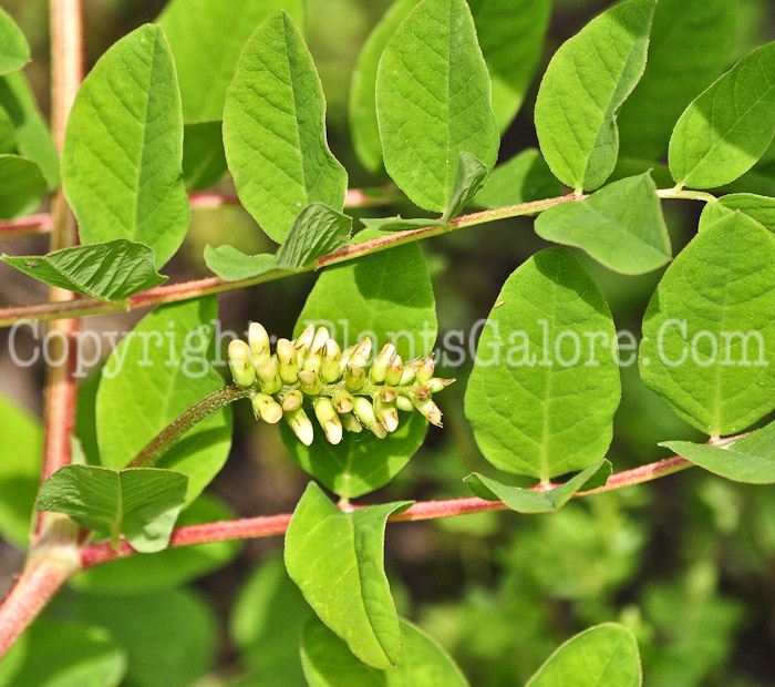 PGC-P-Astragalus-glycyphyllos-aka-Fitsroot-flower-2