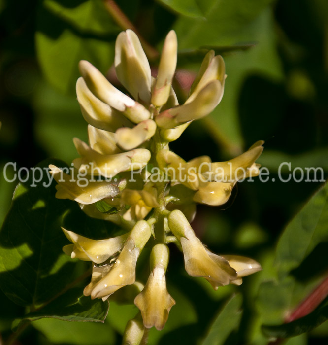 PGC-P-Astragalus-glycyphyllos-aka-Fitsroot-flower-3