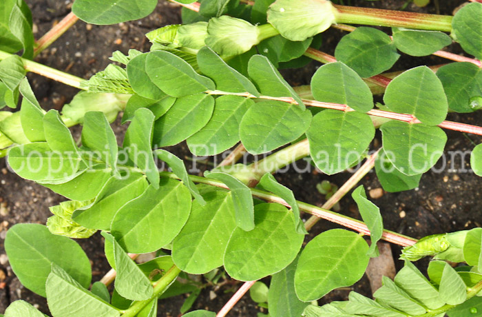 PGC-P-Astragalus-glycyphyllos-aka-Fitsroot-foliage-3