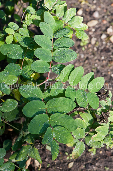 PGC-P-Astragalus-glycyphyllos-aka-Fitsroot-foliage-5