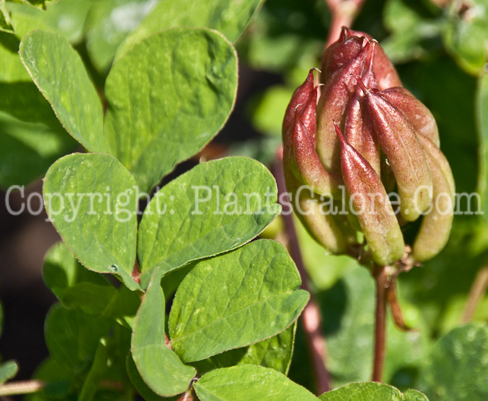 PGC-P-Astragalus-glycyphyllos-aka-Fitsroot-seed-1