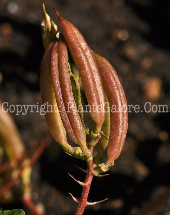 PGC-P-Astragalus-glycyphyllos-aka-Fitsroot-seed-2