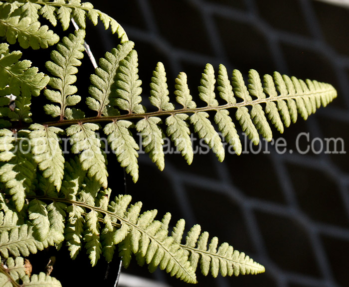 PGC-F-Athyrium-Ghost-05-2012-02