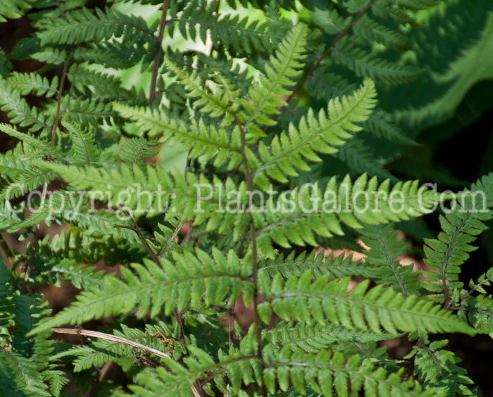 PGC-F-Athyrium-niponicum-Wildwood-Twist-0614-3