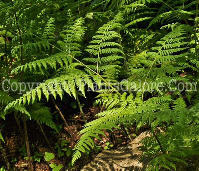 PGC-F-Athyrium-olophorum-06-12-1