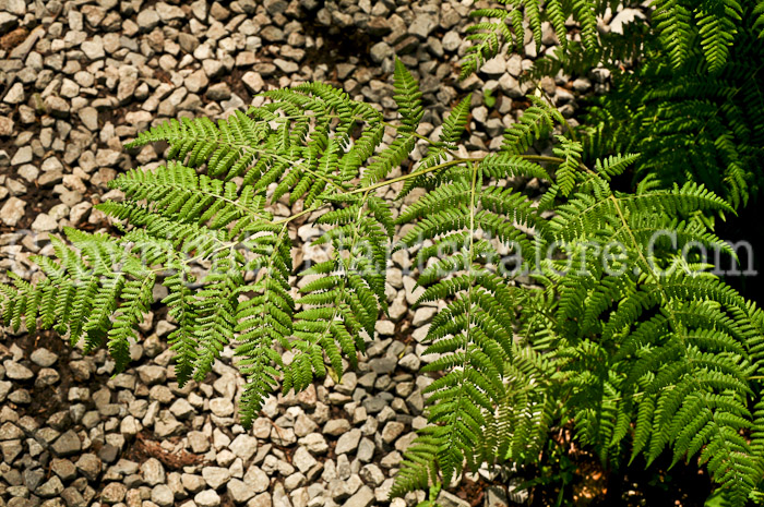 PGC-F-Athyrium-olophorum-06-12-3