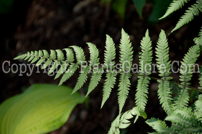 PGC-F-Athyrium-niponicum-Wildwood-Twist-0614-1