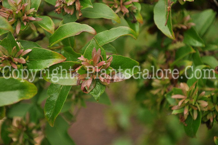 PGC-S-Abelia-mosanensis-aka-Fragrant-Abelia-2