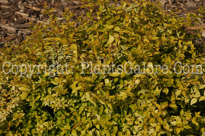PGC-S-Abelia-x-grandiflora-Kaleidoscope-aka-Glossy-Abelia-2
