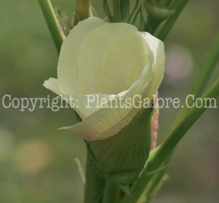 PGC-A-Abelmoschus-esculentis-aka-Okra-2011-003