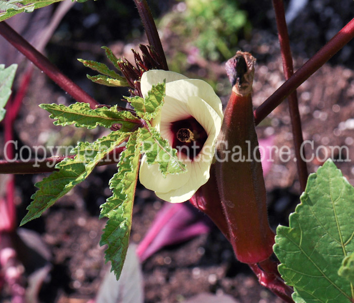 PGC-P-Abelmoschus-esculentus-Red-Burgundy-Okra-2010-003