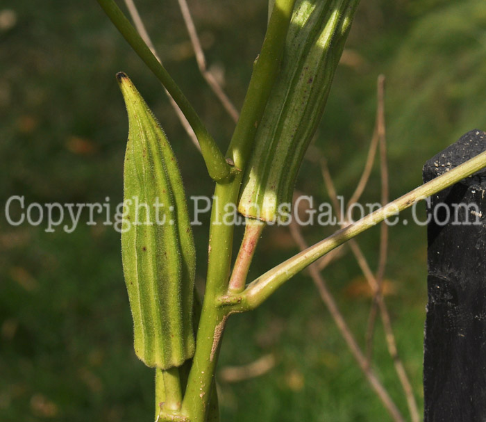 PGC-P-Abelmoschus-esculentus-Silver-Queen-Okra-2010-001