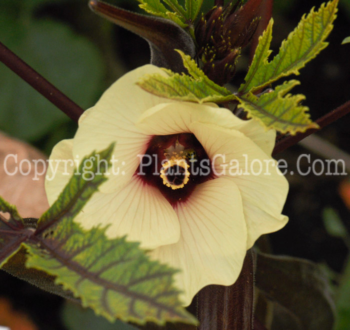 PGC-P-Abelmoschus-esculentus-aka-Okra-2010-005