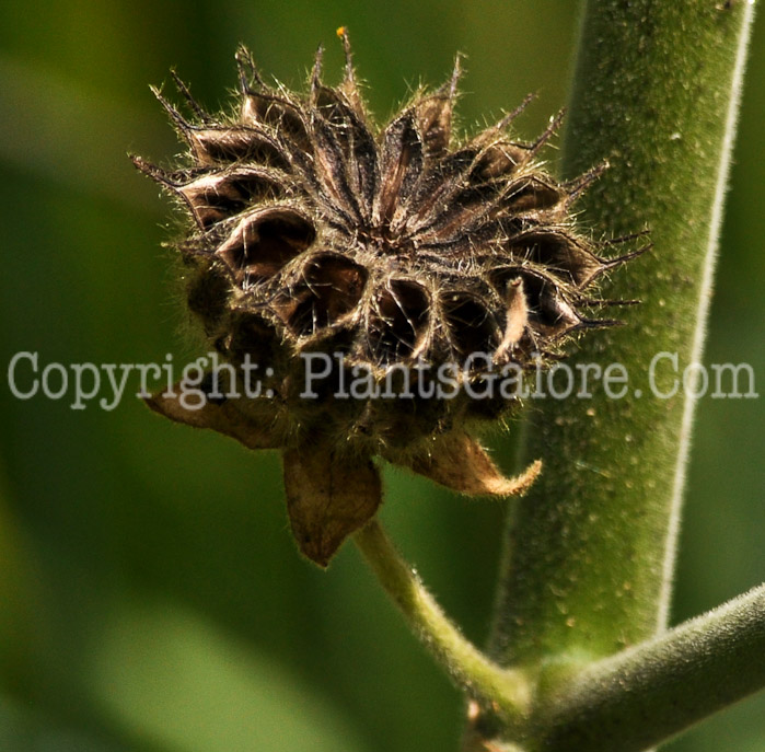 PGC-P-Abutilon-theophrasti-aka-Velvet-Leaf-11