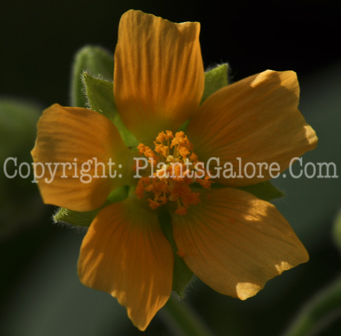 PGC-P-Abutilon-theophrasti-aka-Velvet-Leaf-3