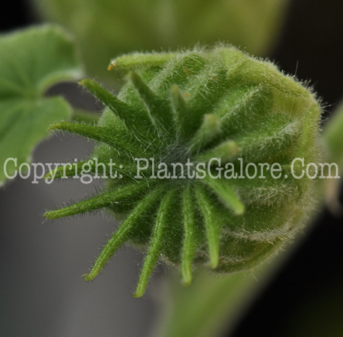 PGC-P-Abutilon-theophrasti-aka-Velvet-Leaf-4