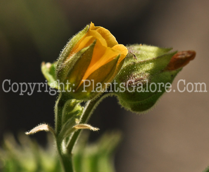 PGC-P-Abutilon-theophrasti-aka-Velvet-Leaf-6