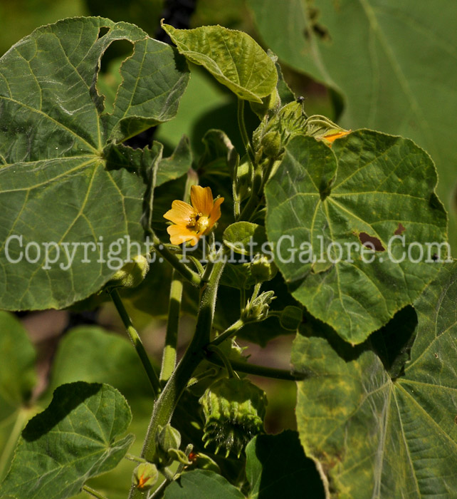 PGC-P-Abutilon-theophrasti-aka-Velvet-Leaf-8