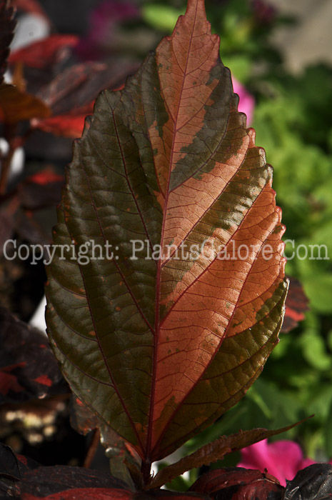 PGC-A-Acalypha-Copperhead-msu-2012-1