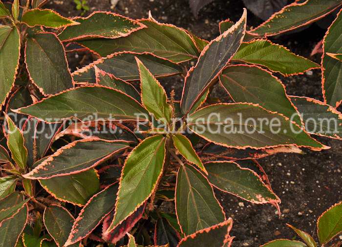 PGC-A-Acalypha-Island-Sunrise-2010-001