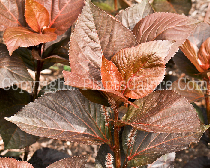 PGC-A-Acalypha-Lava-Flow-2010-001