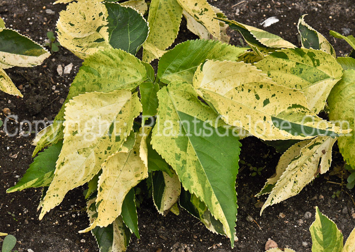 PGC-A-Acalypha-Tropical-Tempest-2010-002