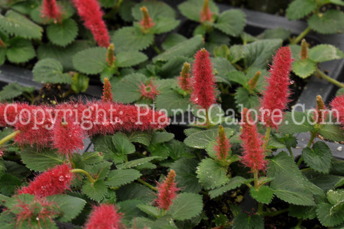 PGC-A-Acalypha-chenille-2010-002