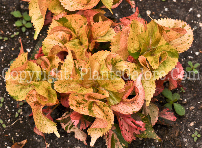 PGC-A-Acalypha-lp1l-2010-008