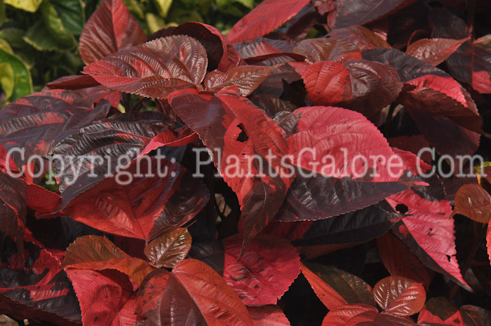 PGC-A-Acalypha-wilkesiana-Copperhead-2010-001