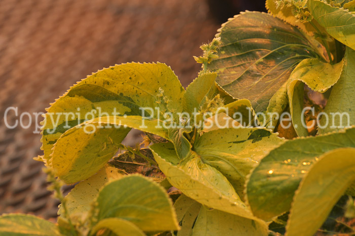 PGC-A-Acalypha-wilkesiana-Tahiti-2010-001