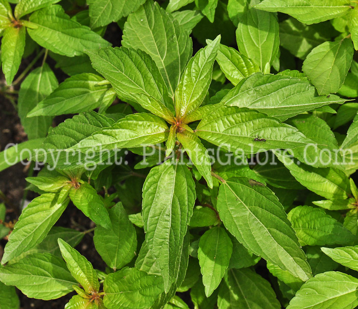 PGC-P-Acalypha-rhomboidea-aka-Copperleaf-713-2