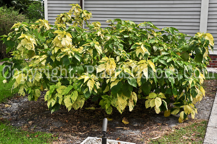 PGC-S-Acalypha-wilkesiana-Java-White-2013-1