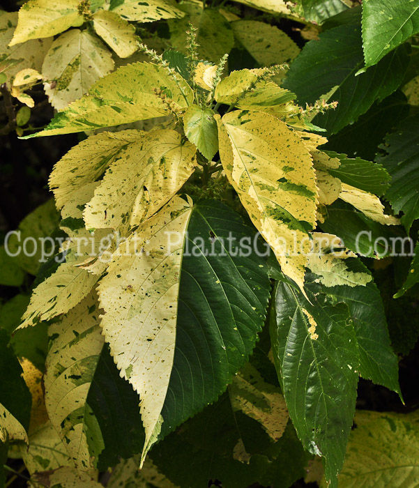PGC-S-Acalypha-wilkesiana-Java-White-2013-2