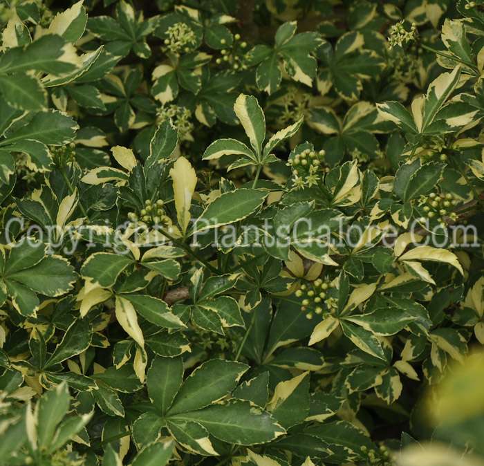 PGC-S-Acanthopanax-sieboldiana-Variegatus-aka-Variegated-Aralia-1