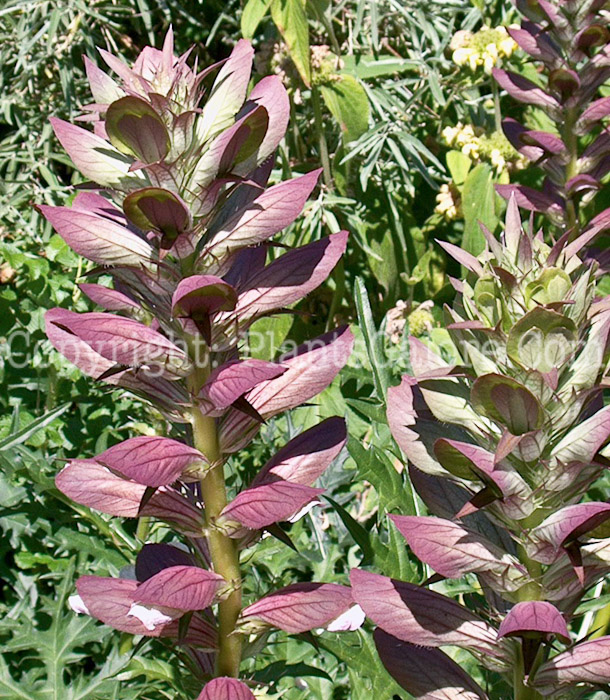 PGC-P-Acanthus-mollis-aka-Bears-Breeches-1