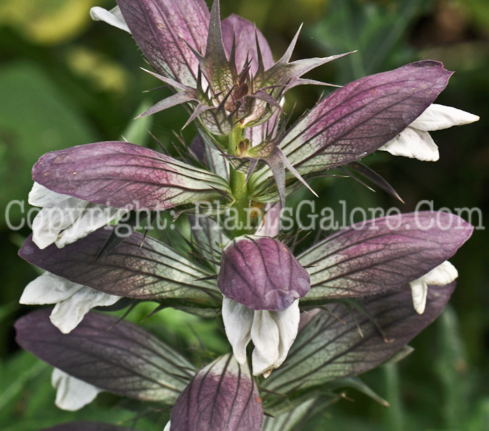 PGC-P-Acanthus-mollis-aka-Bears-Breeches-2